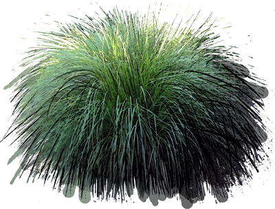 Fountain Grass